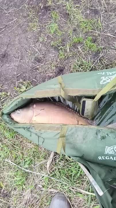 Друзья успехи гостей