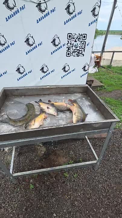 Друзья всем добрый вечер